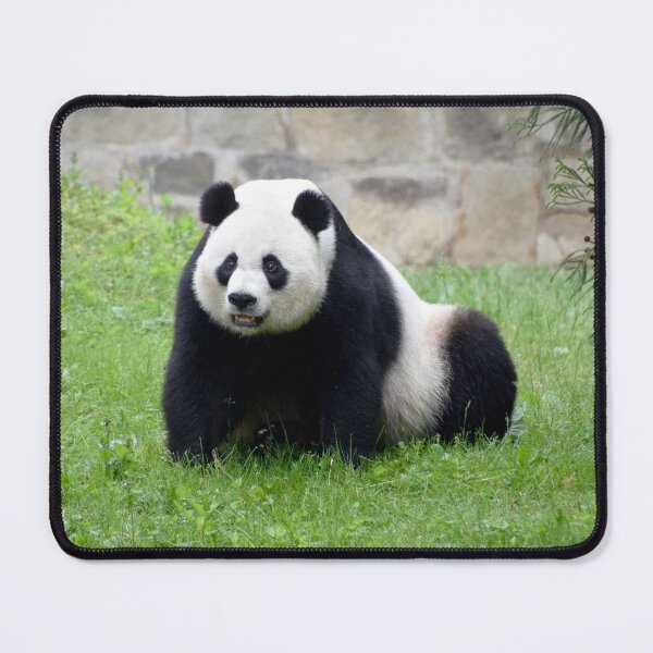 Item preview, Giant Panda Mei Xiang at the National Zoo designed and sold by Zoo and Nature Photography by Karie.