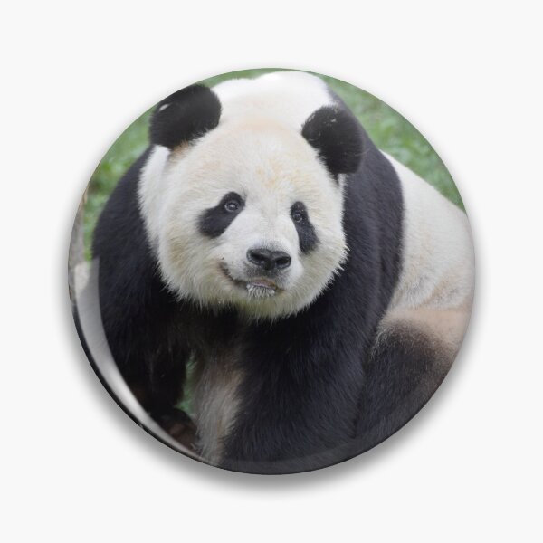 Item preview, Giant Panda Tian Tian at the National Zoo designed and sold by Zoo and Nature Photography by Karie.