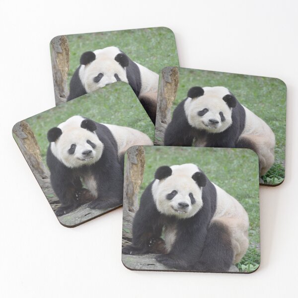 Item preview, Giant Panda Tian Tian at the National Zoo designed and sold by Zoo and Nature Photography by Karie.
