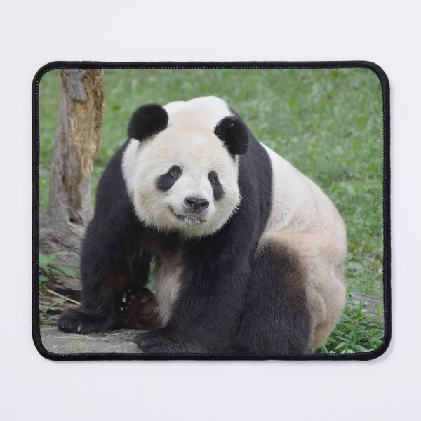 Item preview, Giant Panda Tian Tian at the National Zoo designed and sold by Zoo and Nature Photography by Karie.
