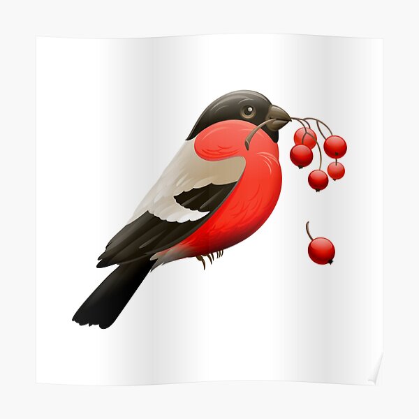 Red Robin Bird with Berries. Vibrant Red Bird and Berries Poster