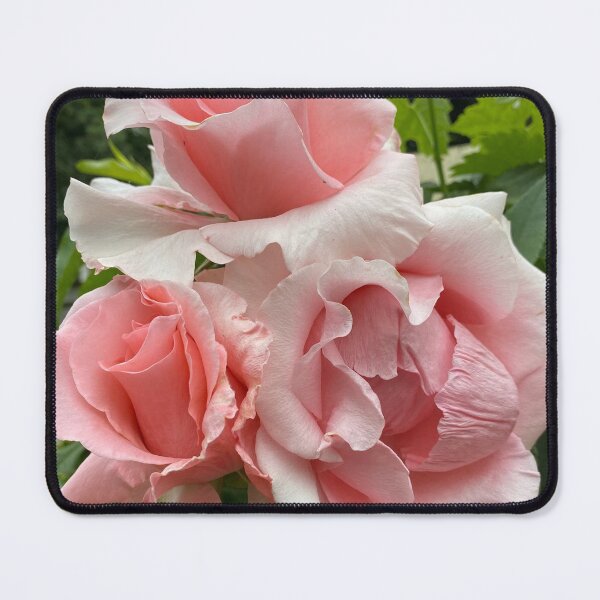 Item preview, David Austin Pink Roses designed and sold by Monica Laipple.