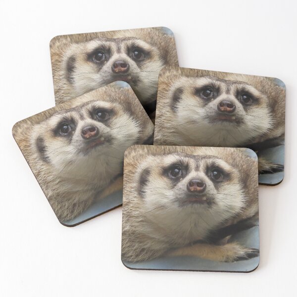 Item preview, Meerkat at the National Zoo designed and sold by Zoo and Nature Photography by Karie.