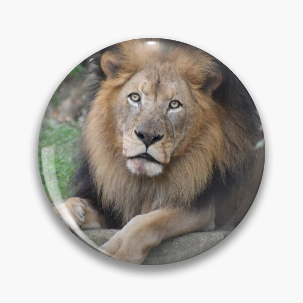 Item preview, Luke the Lion at the National Zoo designed and sold by Zoo and Nature Photography by Karie.