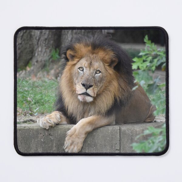 Item preview, Luke the Lion at the National Zoo designed and sold by Zoo and Nature Photography by Karie.