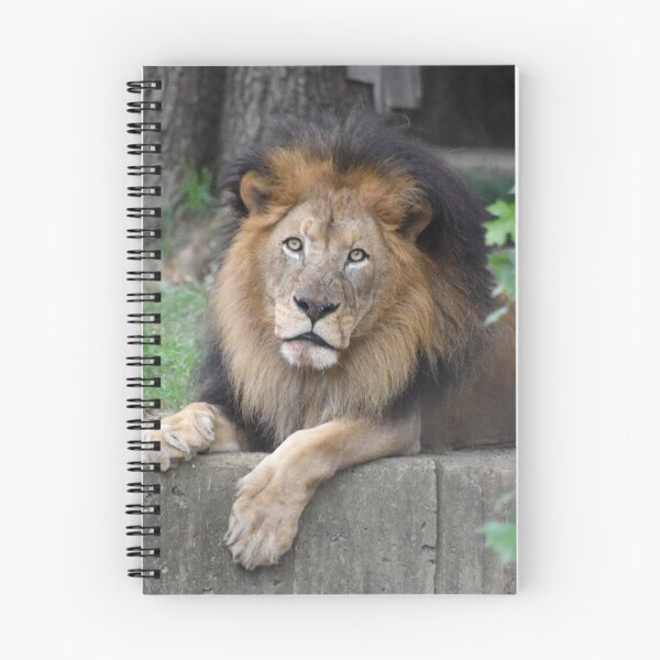 Item preview, Luke the Lion at the National Zoo designed and sold by Zoo and Nature Photography by Karie.