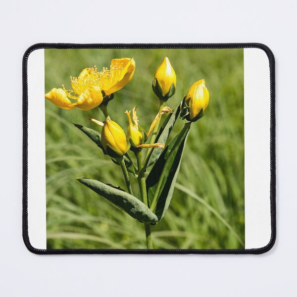 Item preview, Summer buttercups designed and sold by Joel Bader.