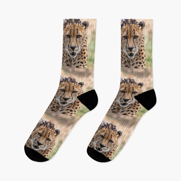 Item preview, Cheetah at the National Zoo designed and sold by Zoo and Nature Photography by Karie.