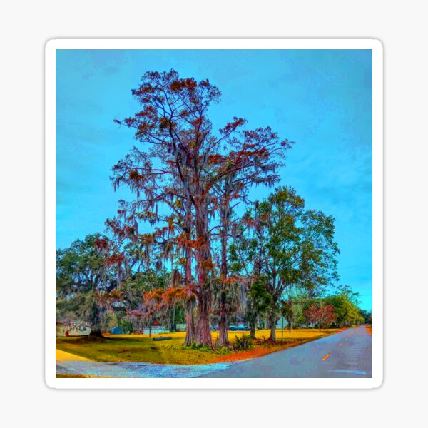 Item preview, Cypress Tree designed and sold by Kuetspal-Lin.