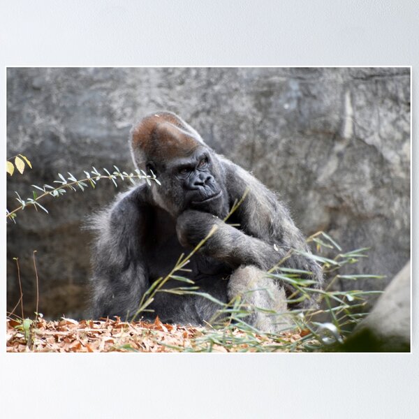 Item preview, Ozzie the Gorilla at Zoo Atlanta designed and sold by Zoo and Nature Photography by Karie.