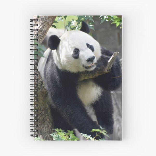Item preview, Giant Panda Bei Bei at the National Zoo designed and sold by Zoo and Nature Photography by Karie.