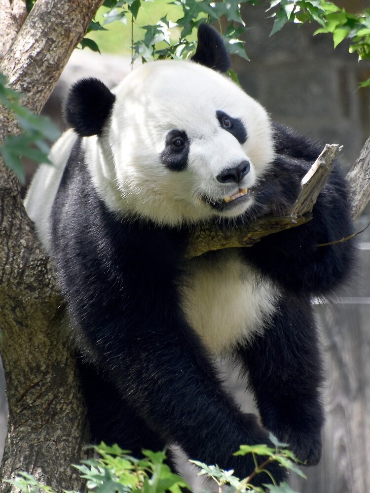 Giant Panda Bei Bei at the National Zoo by kariek17