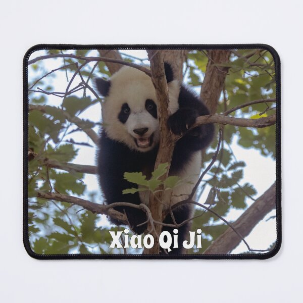 Item preview, Baby Panda Xiao Qi Ji at the National Zoo designed and sold by Zoo and Nature Photography by Karie.