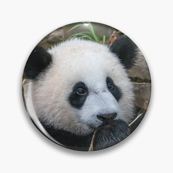 Item preview, Giant Panda Xiao Qi Ji at the National Zoo designed and sold by Zoo and Nature Photography by Karie.