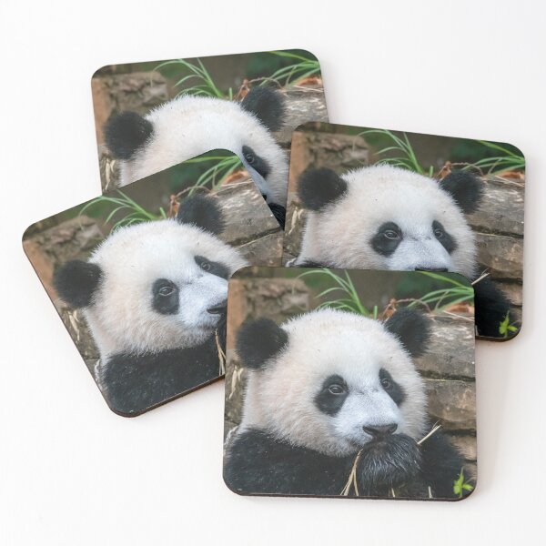 Item preview, Giant Panda Xiao Qi Ji at the National Zoo designed and sold by Zoo and Nature Photography by Karie.