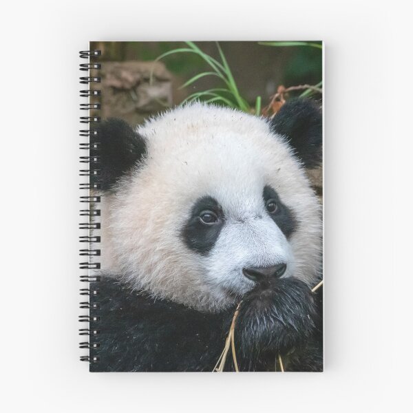 Item preview, Giant Panda Xiao Qi Ji at the National Zoo designed and sold by Zoo and Nature Photography by Karie.