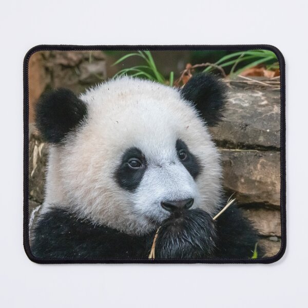 Item preview, Giant Panda Xiao Qi Ji at the National Zoo designed and sold by Zoo and Nature Photography by Karie.
