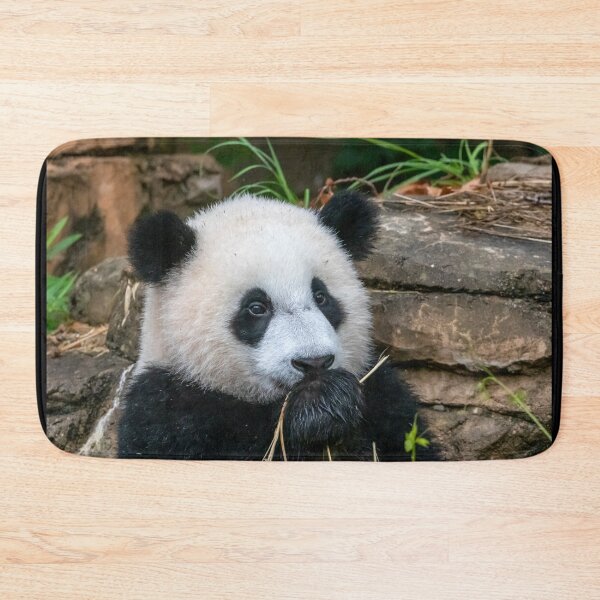 Item preview, Giant Panda Xiao Qi Ji at the National Zoo designed and sold by Zoo and Nature Photography by Karie.