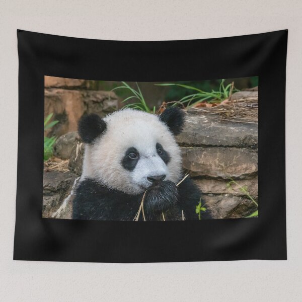Item preview, Giant Panda Xiao Qi Ji at the National Zoo designed and sold by Zoo and Nature Photography by Karie.