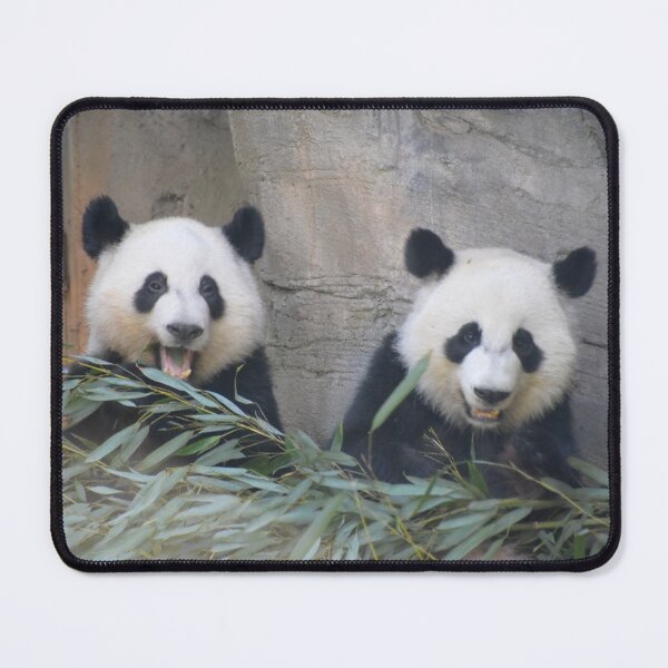 Item preview, Giant Pandas Ya Lun and Xi Lun at Zoo Atlanta designed and sold by Zoo and Nature Photography by Karie.