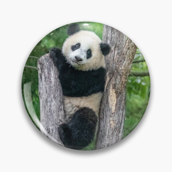 Item preview, Giant Panda Xiao Qi Ji at the Smithsonian's National Zoo designed and sold by Zoo and Nature Photography by Karie.