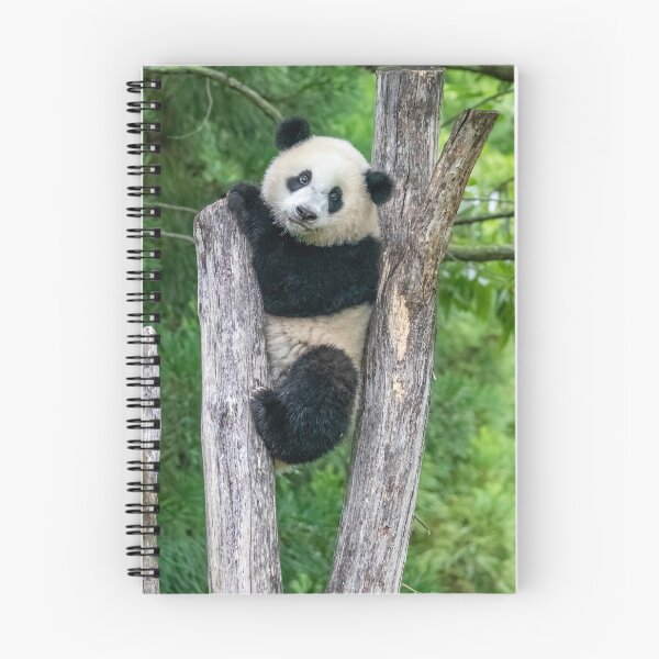 Item preview, Giant Panda Xiao Qi Ji at the Smithsonian's National Zoo designed and sold by Zoo and Nature Photography by Karie.