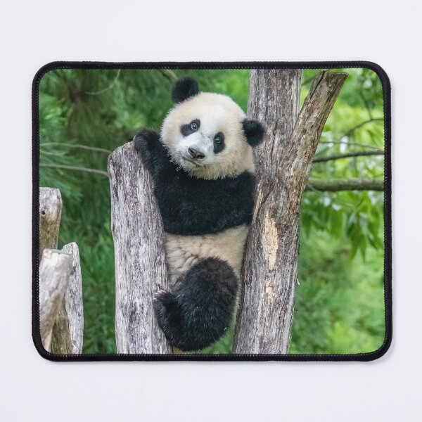 Item preview, Giant Panda Xiao Qi Ji at the Smithsonian's National Zoo designed and sold by Zoo and Nature Photography by Karie.