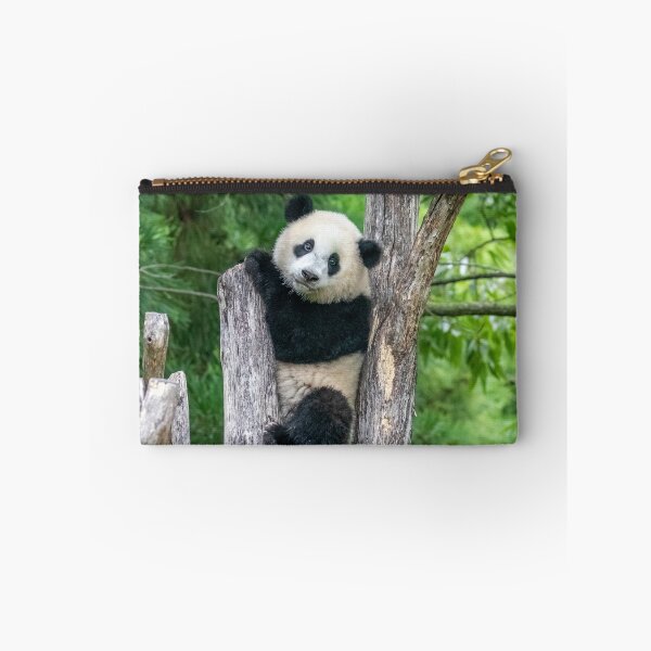 Item preview, Giant Panda Xiao Qi Ji at the Smithsonian's National Zoo designed and sold by Zoo and Nature Photography by Karie.