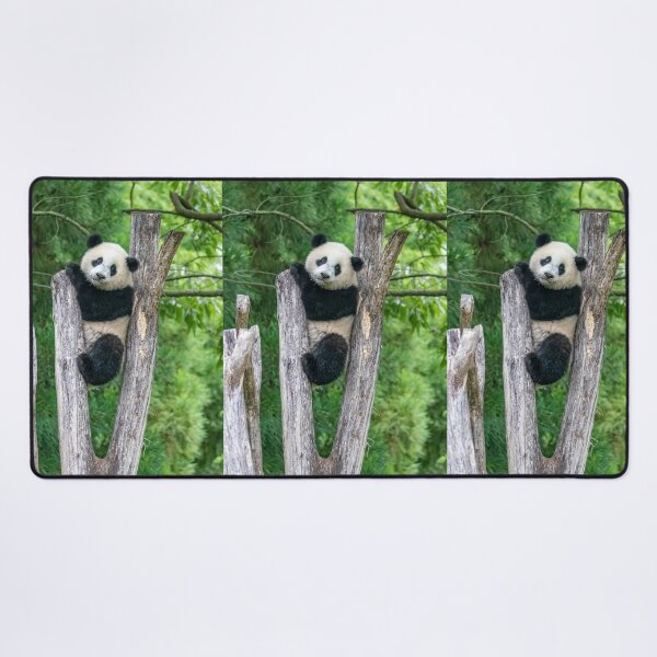 Item preview, Giant Panda Xiao Qi Ji at the Smithsonian's National Zoo designed and sold by Zoo and Nature Photography by Karie.