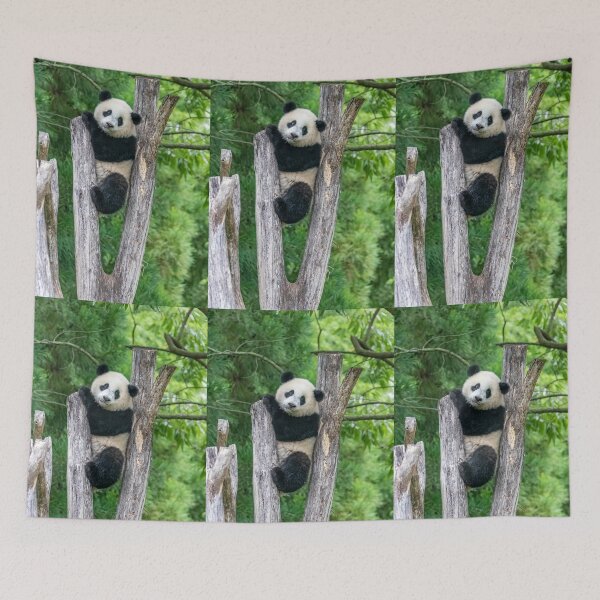 Item preview, Giant Panda Xiao Qi Ji at the Smithsonian's National Zoo designed and sold by Zoo and Nature Photography by Karie.