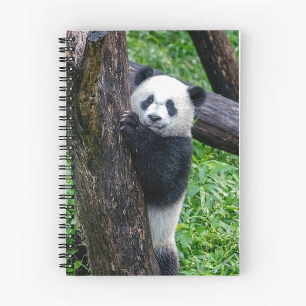 Item preview, Giant Panda Xiao Qi Ji at the National Zoo designed and sold by Zoo and Nature Photography by Karie.