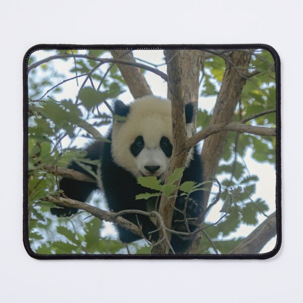 Item preview, Baby Panda Xiao Qi Ji at the National Zoo designed and sold by Zoo and Nature Photography by Karie.