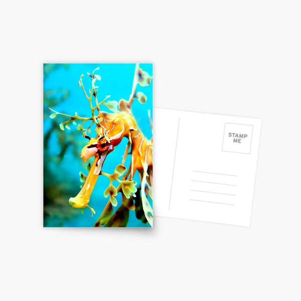 Leafy Seadragon Face Postcard