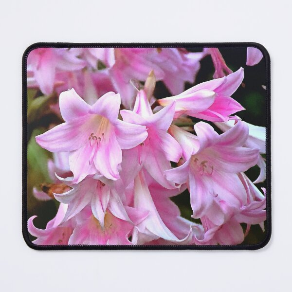 Item preview, Lovely Pink Belladonna Amaryllis Lilies Photo designed and sold by SeaChangeDesign.