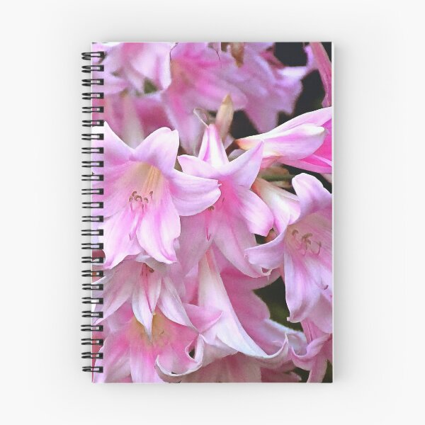 Item preview, Lovely Pink Belladonna Amaryllis Lilies Photo designed and sold by SeaChangeDesign.