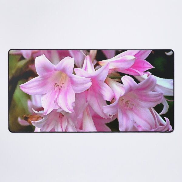 Item preview, Lovely Pink Belladonna Amaryllis Lilies Photo designed and sold by SeaChangeDesign.
