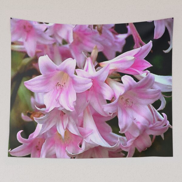 Item preview, Lovely Pink Belladonna Amaryllis Lilies Photo designed and sold by SeaChangeDesign.