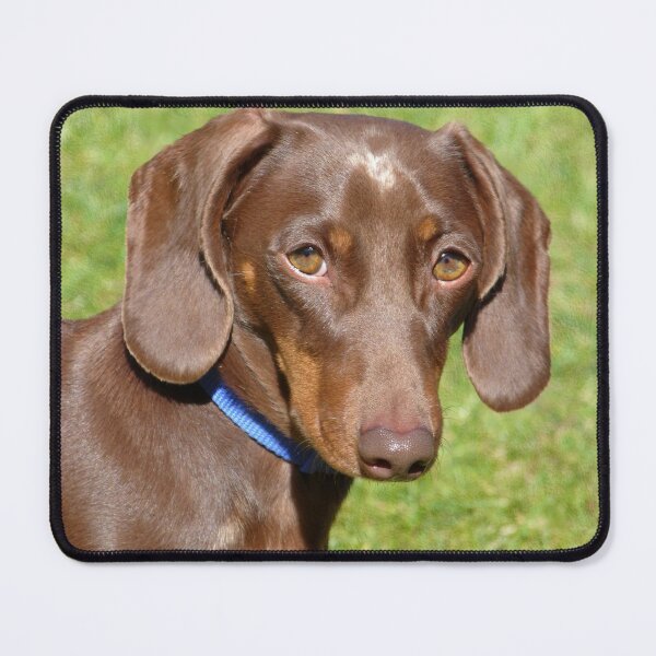 Item preview, Dachshund designed and sold by Frankie Cat Photography.