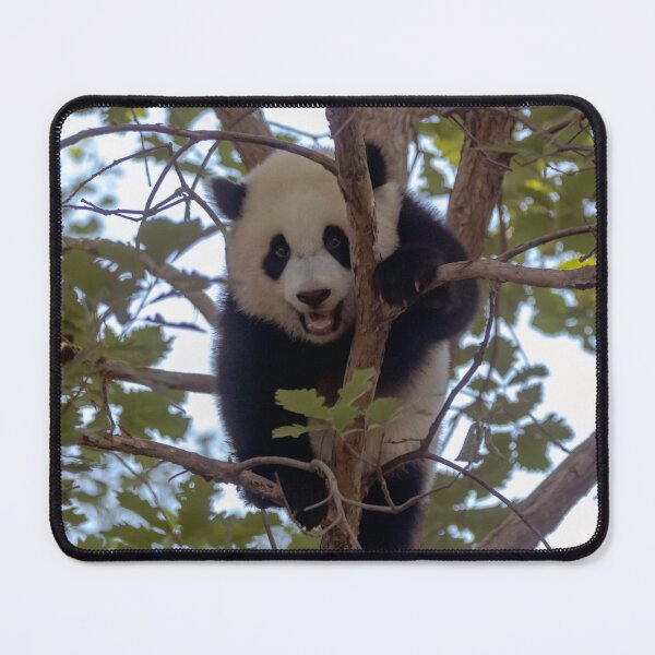 Item preview, Baby Panda Xiao Qi Ji at the National Zoo designed and sold by Zoo and Nature Photography by Karie.