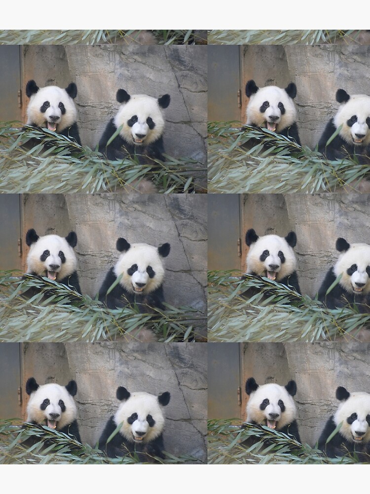 Giant Pandas Ya Lun and Xi Lun at Zoo Atlanta by kariek17
