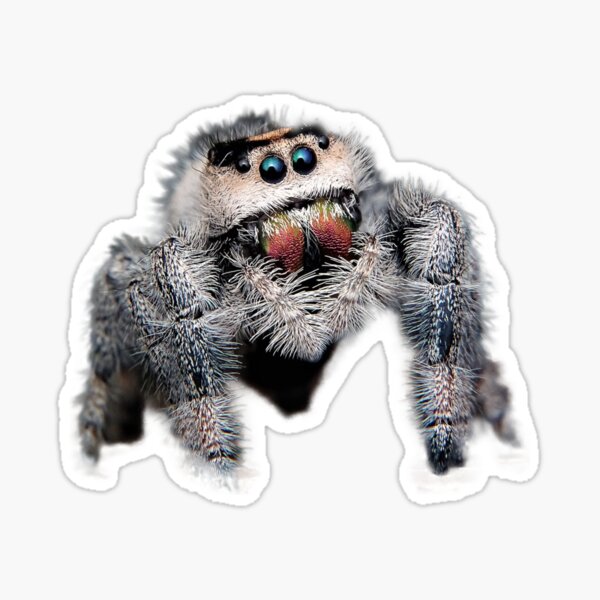 Item preview, Jumping spider spider spiders designed and sold by phys.