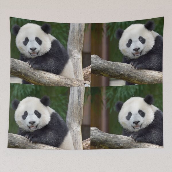 Artikelvorschau, Baby Panda Xiao Qi Ji im National Zoo National entworfen und verkauft von Zoo and Nature Photography by Karie.