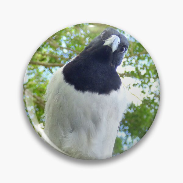Item preview, Hello , nice morning . [ Pied Butcher Bird.] designed and sold by ginnymac.