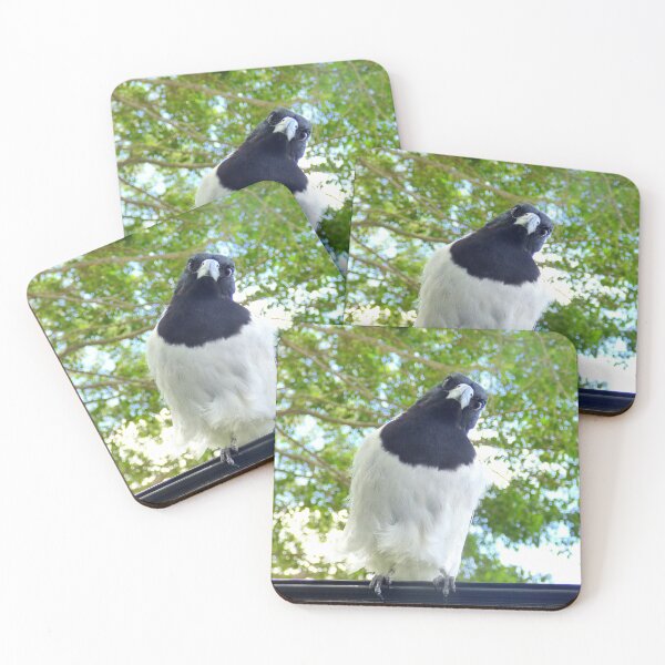 Item preview, Hello , nice morning . [ Pied Butcher Bird.] designed and sold by ginnymac.