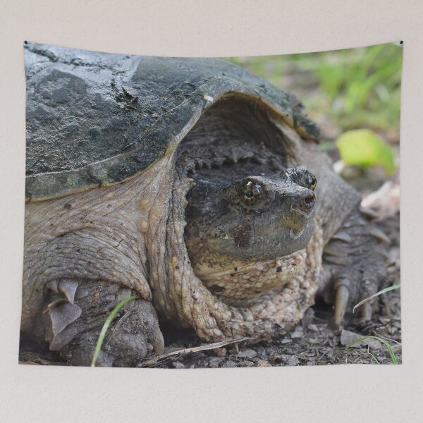 Item preview, Common Snapping Turtle Print designed and sold by Paul-Prints.