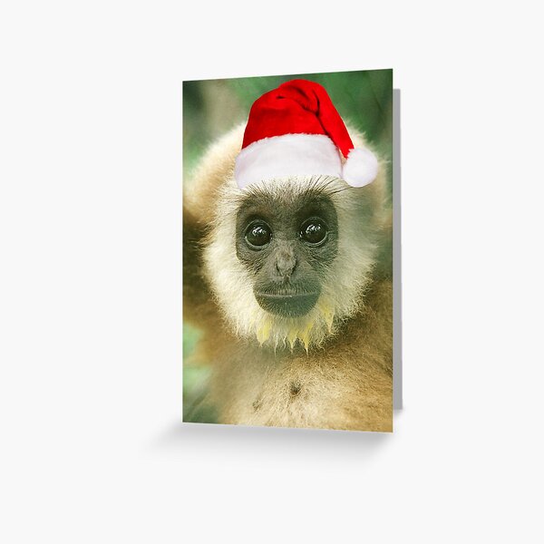 Baby Gibbon in santa hat Greeting Card