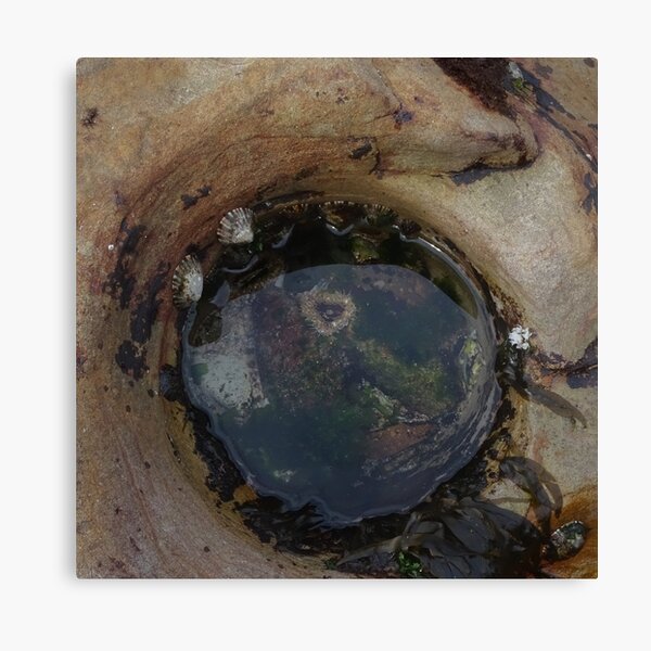 Item preview, Rock Pool with Sea Anemone designed and sold by scholara.