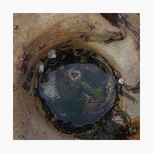Item preview, Rock Pool with Sea Anemone designed and sold by scholara.