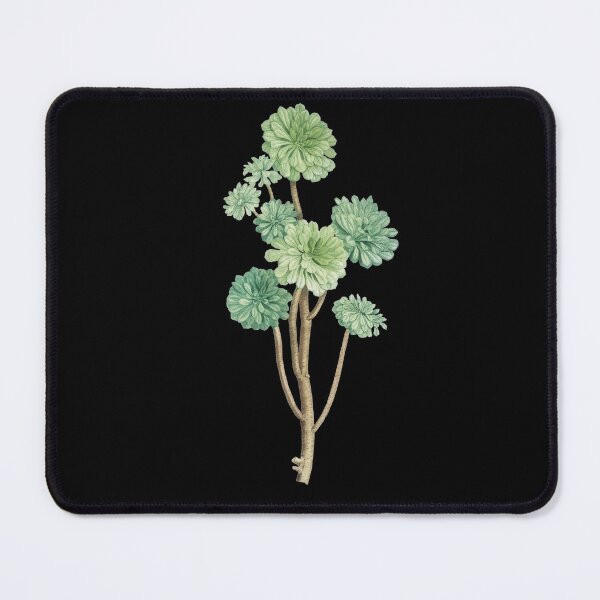 Item preview, Sempervivum Arboreum designed and sold by TTOLEDO10K.