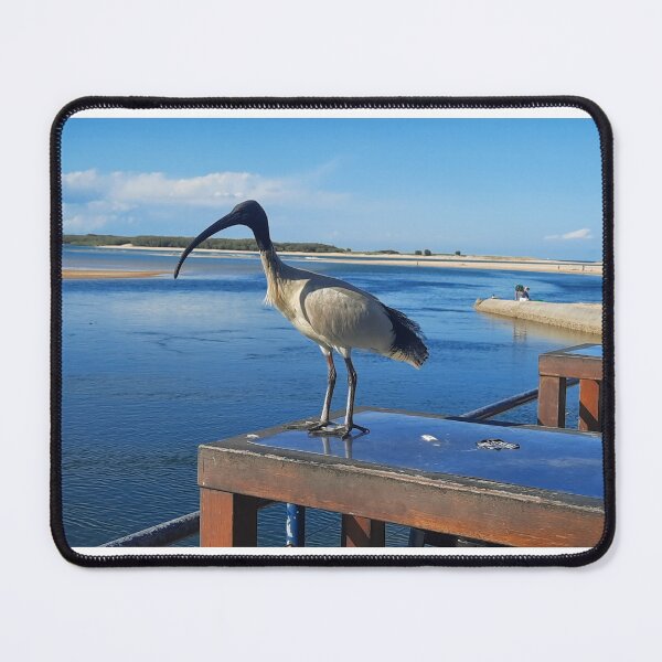 Item preview, Bin chicken aka ibis, Australia designed and sold by Oldrubberpedals.